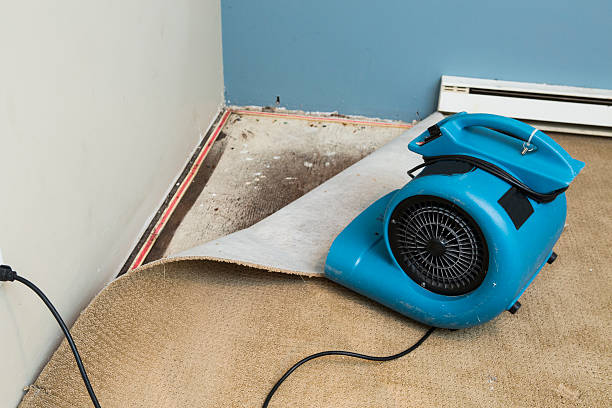 Best Carpet water damage restoration  in Noblesville, IN